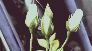 KN
