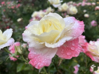 ������