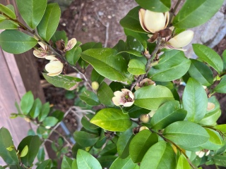 �J���^�l�I�K�^�}